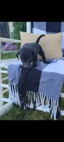 Davy, a male Rat Terrier and Labrador Retriever for sale in Montgomery, IN – 2 of 4