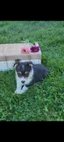 Elaine, a female Cardigan Welsh Corgi and Pembroke Welsh Corgi for sale in Montgomery, IN – 2 of 3
