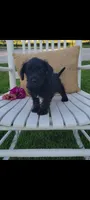 Andy, a male Jack Russell Terrier and Poodle - Miniature  for sale in Montgomery, IN – 3 of 3