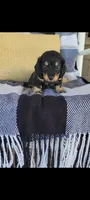 Lance, a male Miniature Dachshund for sale in Montgomery, IN – 2 of 6