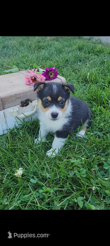 Elaine – Cardigan Welsh Corgi, Pembroke Welsh Corgi puppy for sale in Montgomery, IN