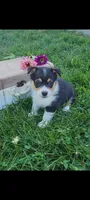Elaine, a female Cardigan Welsh Corgi and Pembroke Welsh Corgi for sale in Montgomery, IN – 1 of 3