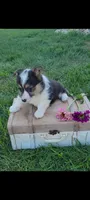 Eldon, a male Cardigan Welsh Corgi and Pembroke Welsh Corgi for sale in Montgomery, IN – 2 of 3