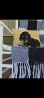 Lance, a male Miniature Dachshund for sale in Montgomery, IN – 3 of 6