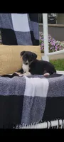 Kenny, a male Jack Russell Terrier and Rat Terrier for sale in Montgomery, IN – 5 of 7