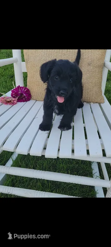 Arlo – Jack Russell Terrier, Poodle - Miniature  puppy for sale in Montgomery, IN