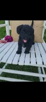 Arlo, a male Jack Russell Terrier and Poodle - Miniature  for sale in Montgomery, IN – 1 of 3