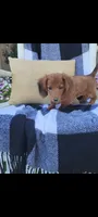 Daisy, a female Miniature Dachshund for sale in Montgomery, IN – 3 of 8