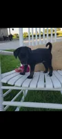 Amber, a female Jack Russell Terrier and Poodle - Miniature  for sale in Montgomery, IN – 3 of 3