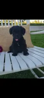 Arlo, a male Jack Russell Terrier and Poodle - Miniature  for sale in Montgomery, IN – 3 of 3