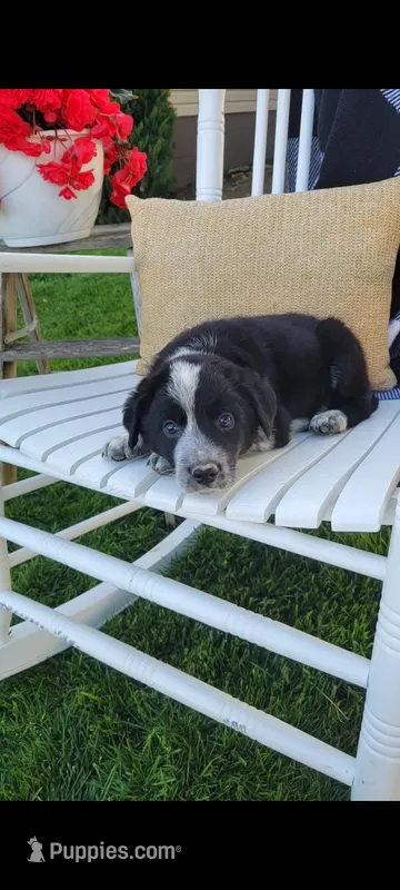 Tommy – Border Collie puppy for sale in Montgomery, IN