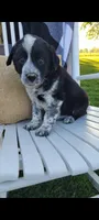Tommy, a male Border Collie for sale in Montgomery, IN – Photo 3 of 3