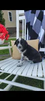 Tommy, a male Border Collie for sale in Montgomery, IN – Photo 2 of 3