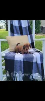 Daisy, a female Miniature Dachshund for sale in Montgomery, IN – 2 of 8
