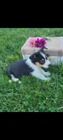 Eddie , a male Cardigan Welsh Corgi and Pembroke Welsh Corgi for sale in Montgomery, IN – 2 of 3