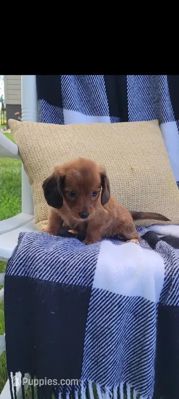Daisy – Miniature Dachshund puppy for sale in Montgomery, IN