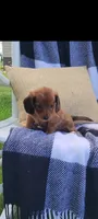 Daisy, a female Miniature Dachshund for sale in Montgomery, IN – 1 of 8
