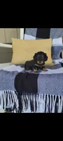 Lucy, a female Miniature Dachshund for sale in Montgomery, IN – 5 of 7