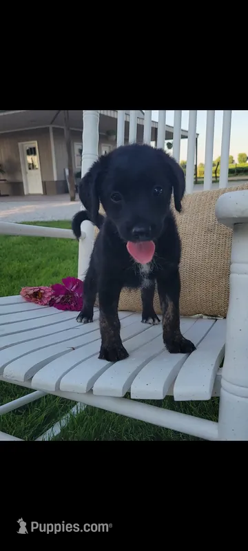 Amber – Jack Russell Terrier, Poodle - Miniature  puppy for sale in Montgomery, IN