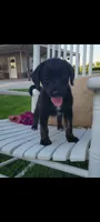 Amber, a female Jack Russell Terrier and Poodle - Miniature  for sale in Montgomery, IN – 1 of 3