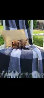 Danielle, a female Miniature Dachshund for sale in Montgomery, IN – 3 of 8