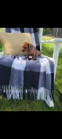 Danielle, a female Miniature Dachshund for sale in Montgomery, IN – 5 of 8