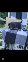 Duke, a male Rat Terrier and Labrador Retriever for sale in Montgomery, IN – 2 of 3