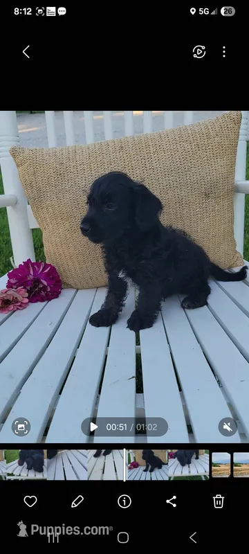 Andy – Jack Russell Terrier, Poodle - Miniature  puppy for sale in Montgomery, IN