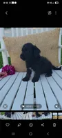 Andy, a male Jack Russell Terrier and Poodle - Miniature  for sale in Montgomery, IN – 1 of 3