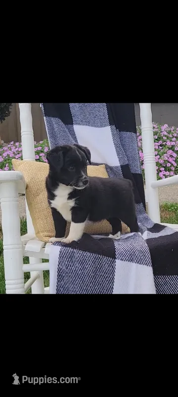 Keith – Jack Russell Terrier, Rat Terrier puppy for sale in Montgomery, IN