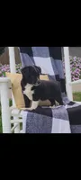 Keith, a male Jack Russell Terrier and Rat Terrier for sale in Montgomery, IN – 1 of 7