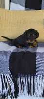 Lucy, a female Miniature Dachshund for sale in Montgomery, IN – 6 of 7