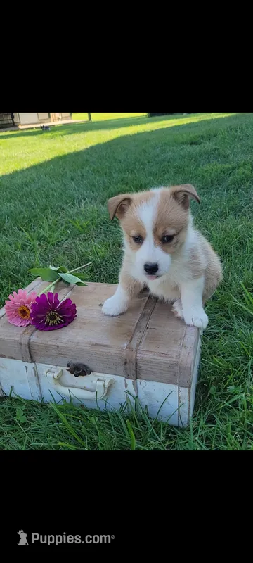 Emma – Cardigan Welsh Corgi, Pembroke Welsh Corgi puppy for sale in Montgomery, IN
