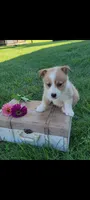 Emma, a female Cardigan Welsh Corgi and Pembroke Welsh Corgi for sale in Montgomery, IN – 1 of 3