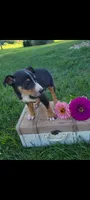 Timmy, a male Jack Russell Terrier and Rat Terrier for sale in Montgomery, IN – 3 of 3