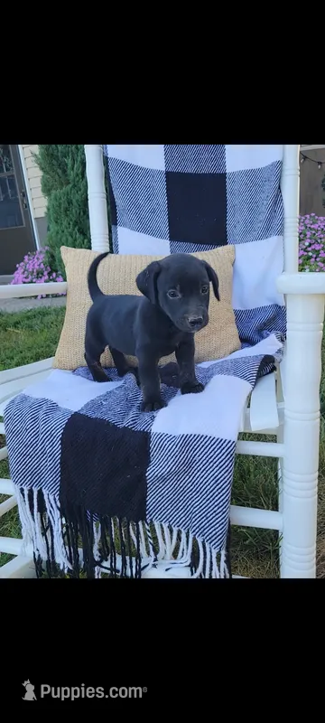 Davy – Rat Terrier, Labrador Retriever puppy for sale in Montgomery, IN