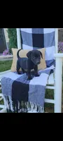 Davy, a male Rat Terrier and Labrador Retriever for sale in Montgomery, IN – 1 of 4