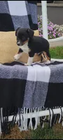 Kenny, a male Jack Russell Terrier and Rat Terrier for sale in Montgomery, IN – 7 of 7