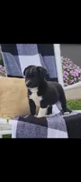 Keith, a male Jack Russell Terrier and Rat Terrier for sale in Montgomery, IN – 4 of 7