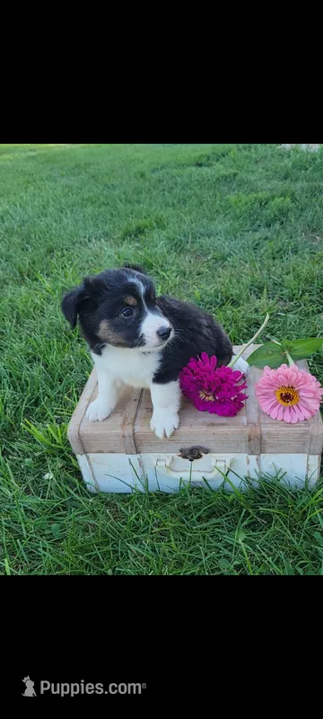 Teddy – Jack Russell Terrier, Rat Terrier puppy for sale in Montgomery, IN