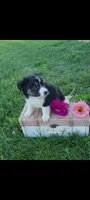 Teddy, a male Jack Russell Terrier and Rat Terrier for sale in Montgomery, IN – 1 of 3