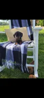 Dominic , a male Miniature Dachshund for sale in Montgomery, IN – 4 of 6