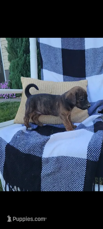 Darla  – Rat Terrier, Labrador Retriever puppy for sale in Montgomery, IN