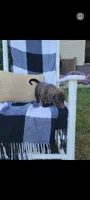 Dolly, a female Rat Terrier and Labrador Retriever for sale in Montgomery, IN – 5 of 6