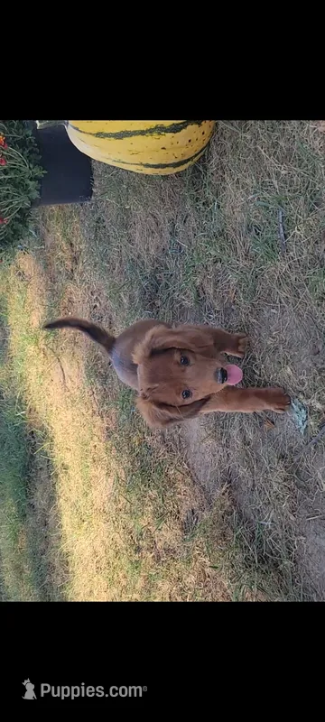 Daisy – Miniature Dachshund puppy for sale in Montgomery, IN