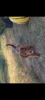 Daisy, a female Miniature Dachshund for sale in Montgomery, IN – 1 of 8