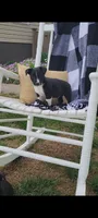 Kale, a male Jack Russell Terrier and Rat Terrier for sale in Montgomery, IN – 2 of 4