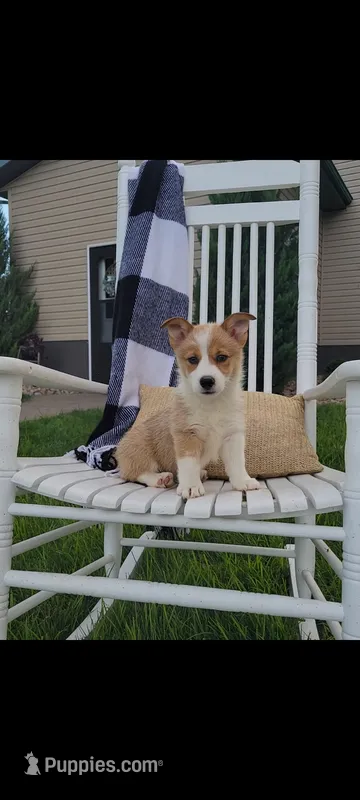 Emma – Cardigan Welsh Corgi, Pembroke Welsh Corgi puppy for sale in Montgomery, IN