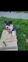 Elaine, a female Cardigan Welsh Corgi and Pembroke Welsh Corgi for sale in Montgomery, IN – 3 of 3
