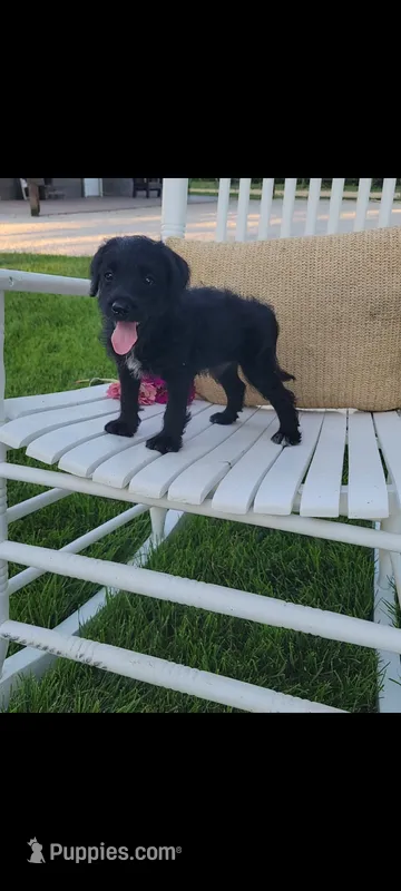 Adam – Jack Russell Terrier, Poodle - Miniature  puppy for sale in Montgomery, IN